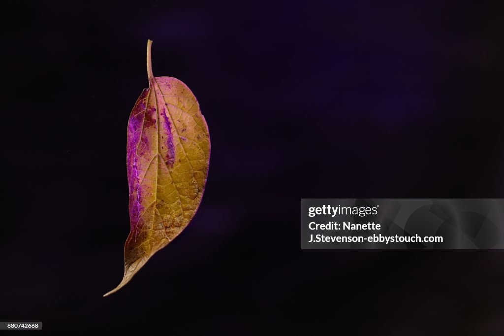 Leaf on dark background