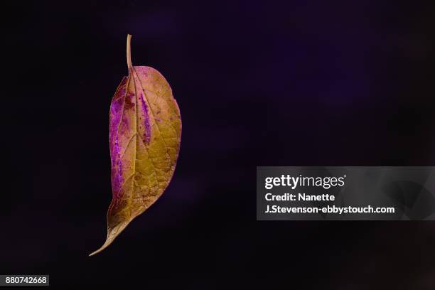 leaf on dark background - nanette j stevenson stock pictures, royalty-free photos & images