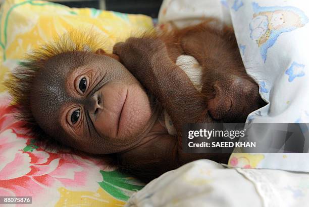 Malaysia-environment-wildlife-orangutan,FEATURE" by M. Jegathesan A newly born orangutan lies in a cosy cot with blankets and pillows at a Malaysian...