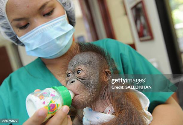 Malaysia-environment-wildlife-orangutan,FEATURE" by M. Jegathesan A nurse feeds a young orangutan at a Malaysian orangutan sanctuary in the Bukit...