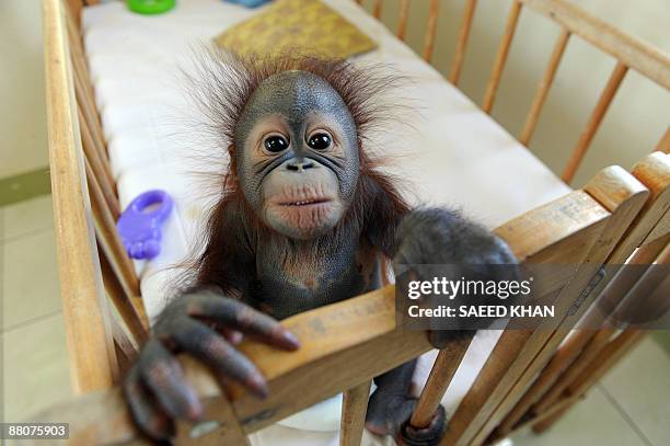 Malaysia-environment-wildlife-orangutan,FEATURE" by M. Jegathesan A young orangutan plays in its cot at a Malaysian orangutan sanctuary in Bukit...