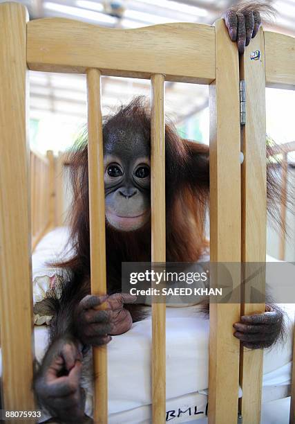 Malaysia-environment-wildlife-orangutan,FEATURE" by M. Jegathesan A young orangutan stays in its cot at a Malaysian orangutan sanctuary in Bukit...