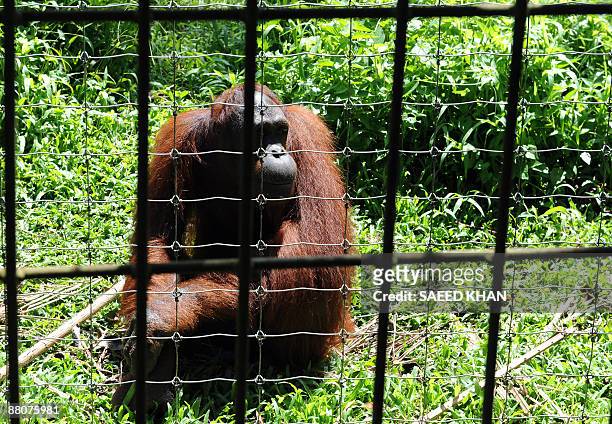 Malaysia-environment-wildlife-orangutan,FEATURE" by M. Jegathesan An orangutun sits behind a mildly electrified fence at a Malaysian orangutan...