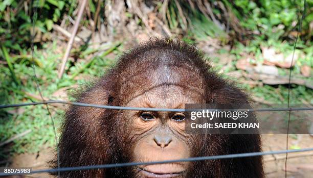 Malaysia-environment-wildlife-orangutan,FEATURE" by M. Jegathesan An orangutun sits behind a mildly electrified fence at a Malaysian orangutan...