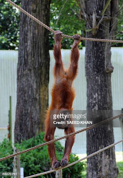 Malaysia-environment-wildlife-orangutan,FEATURE" by M. Jegathesan An orangutun plays at a Malaysian orangutan sanctuary in Bukit Merah lake town in...