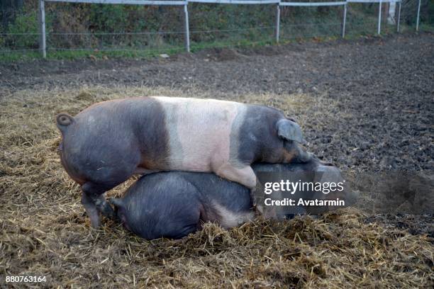 Copulating 127 Mating Pigs Stock Photos, High-Res Pictures, and Images - Getty Images