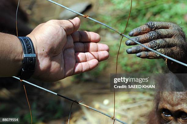 Malaysia-environment-wildlife-orangutan,FEATURE" by M. Jegathesan An orangutun tries to touch the hand of a staff member through the mild electrified...