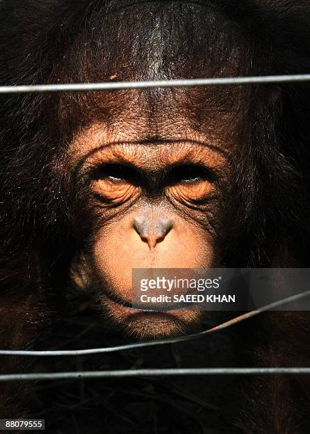 Malaysia-environment-wildlife-orangutan,FEATURE" by M. Jegathesan An orangtun peeks through the mild electrified wires at a Malaysian orangutan...