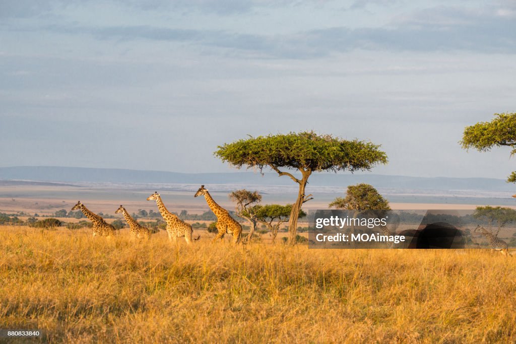 Four giraffes in the savannah