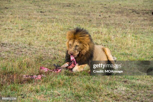 lion feeding - male animal stock pictures, royalty-free photos & images