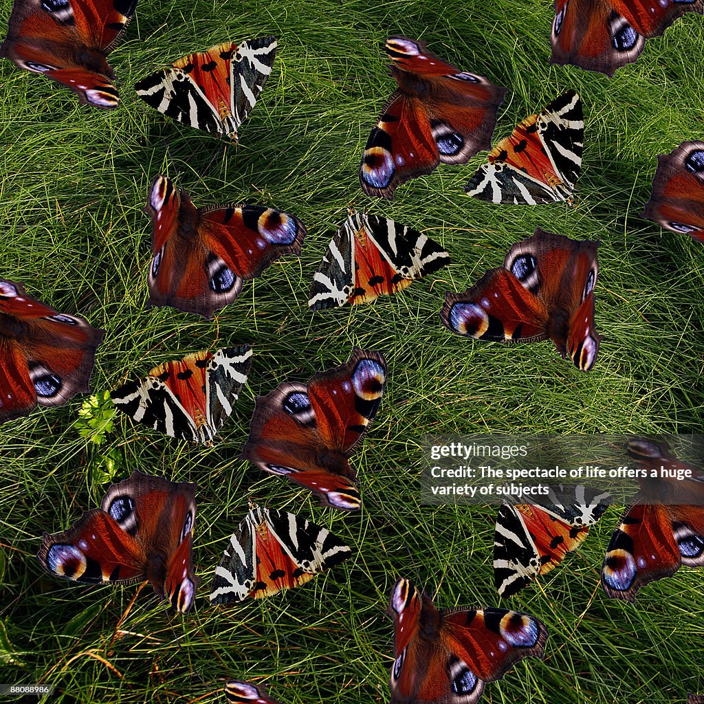 Butterfly on grass 