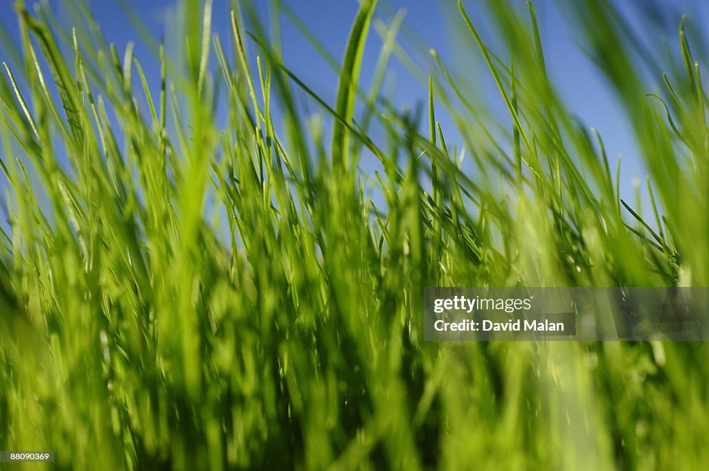 Close up of green grass