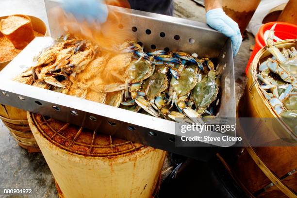 fresh crabs being seasoned and awaiting steamer - blue crab - fotografias e filmes do acervo