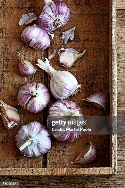 purple garlic in wooden tray - garlic ストックフォトと画像