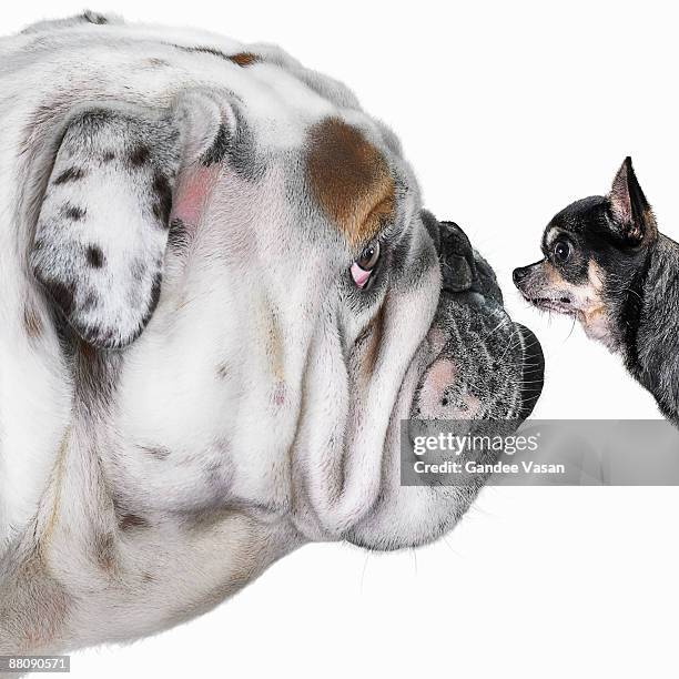 chihuahua dog staring at bulldog - gegensatz stock-fotos und bilder