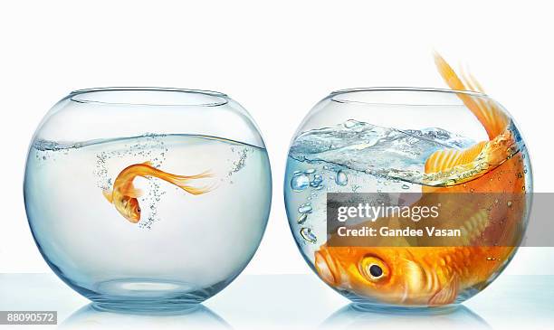 large and small goldfish - animal scale imagens e fotografias de stock