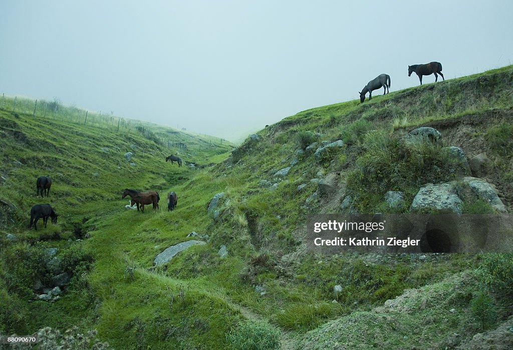 Grazing horses in hilly landscape