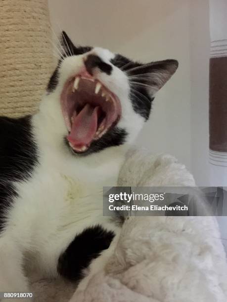 yawning cat - eliachevitch stock pictures, royalty-free photos & images
