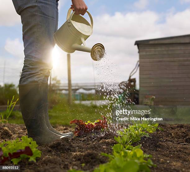 young woman watering allotment - watering garden stock pictures, royalty-free photos & images