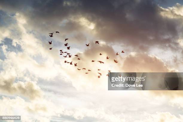 clouds and doves at sunset - white pigeon stock pictures, royalty-free photos & images