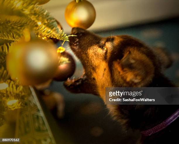 verspielte hunde - christmas tree dog stock-fotos und bilder