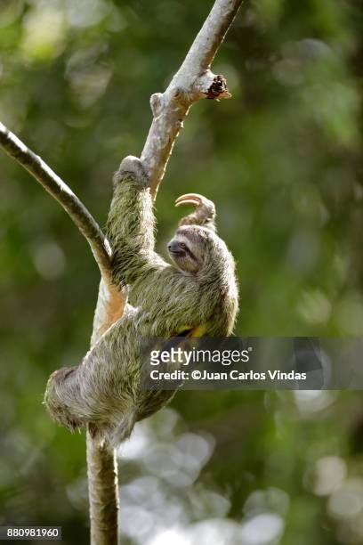 three-toed sloth - three toed sloth fotografías e imágenes de stock