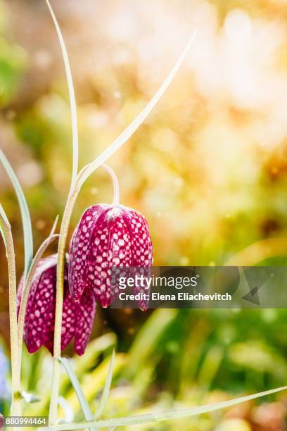 red snake's head fritillary (fritillaria meleagris) - eliachevitch stock pictures, royalty-free photos & images