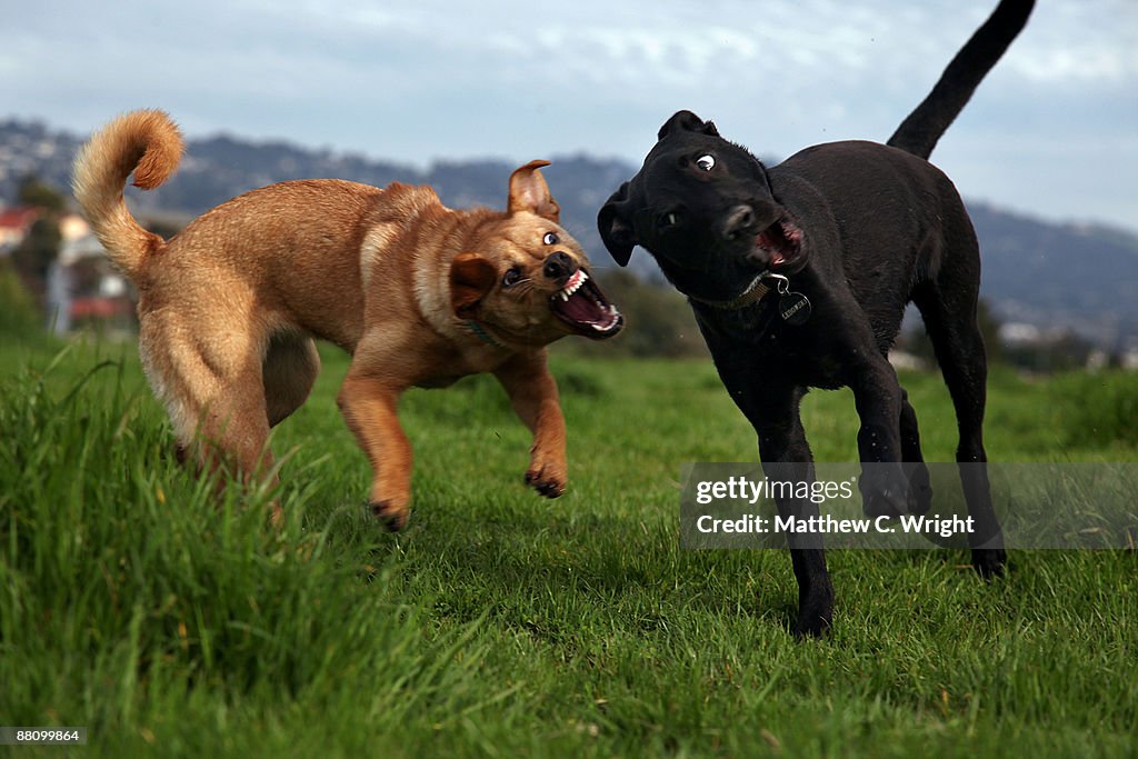 When small dogs attack