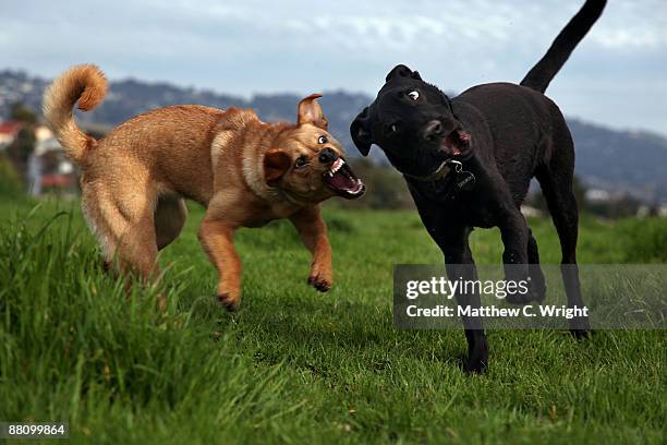 when small dogs attack - matthew barker stock pictures, royalty-free photos & images