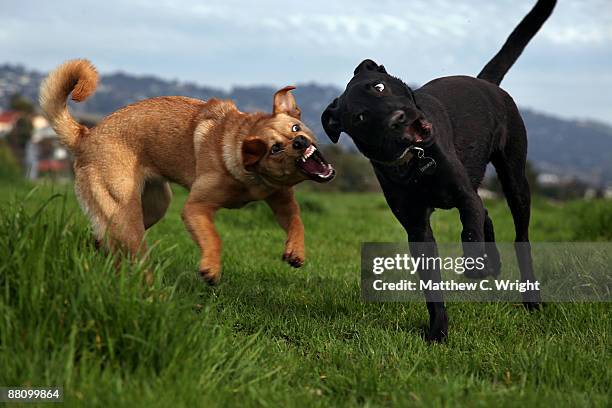 when small dogs attack - animals attacking stock pictures, royalty-free photos & images