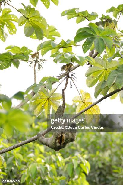 three-toed sloth - cecropia moth stockfoto's en -beelden