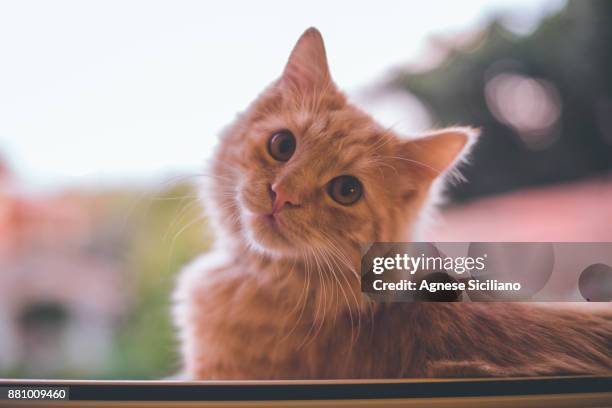 little red cat sits out of window - orange cat stockfoto's en -beelden