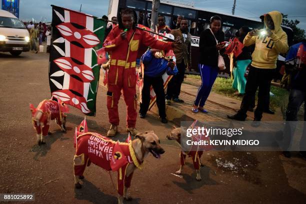 Supporter of Kenya's new President walks with his dogs wearing the Jubilee Party of Kenya's material, early on November 28, 2017 near Kasarani...