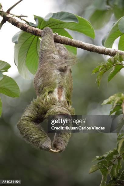 three-toed sloth - cecropia moth stockfoto's en -beelden