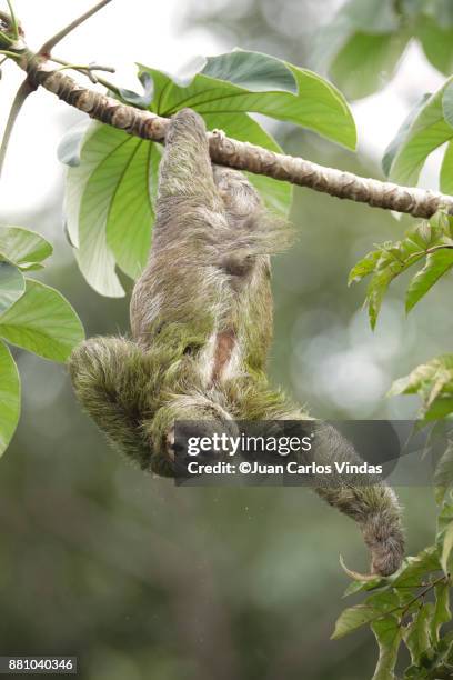 three-toed sloth - cecropia moth stockfoto's en -beelden