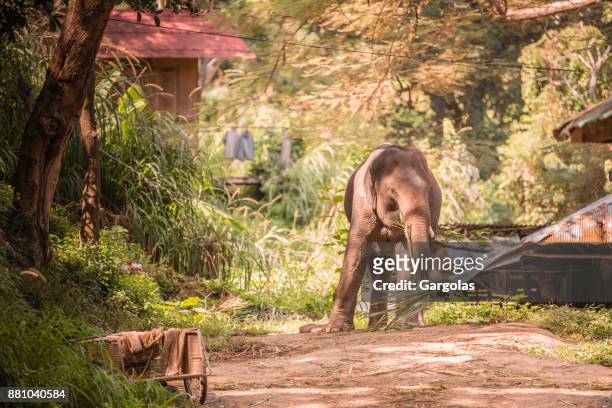 detail of elephant - muzzle human stock pictures, royalty-free photos & images