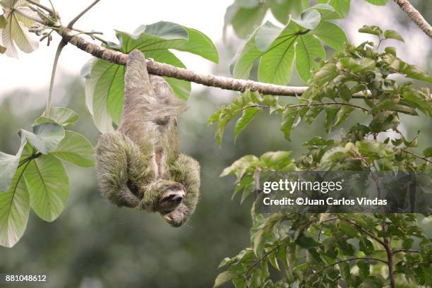 three-toed sloth - three toed sloth stock-fotos und bilder