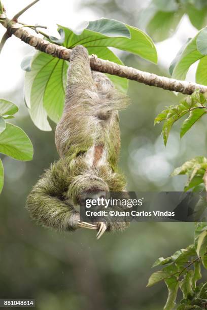 three-toed sloth - cecropia moth stockfoto's en -beelden