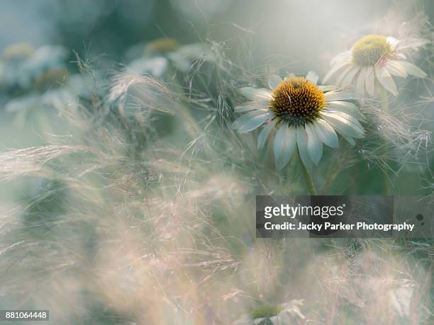 summer flowering white coneflowers - echinacea purpurea 'white swan' amongst soft summer stipa grasses - stipa stock pictures, royalty-free photos & images