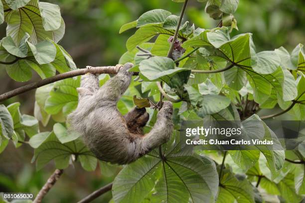 three-toed sloth - cecropia moth stockfoto's en -beelden