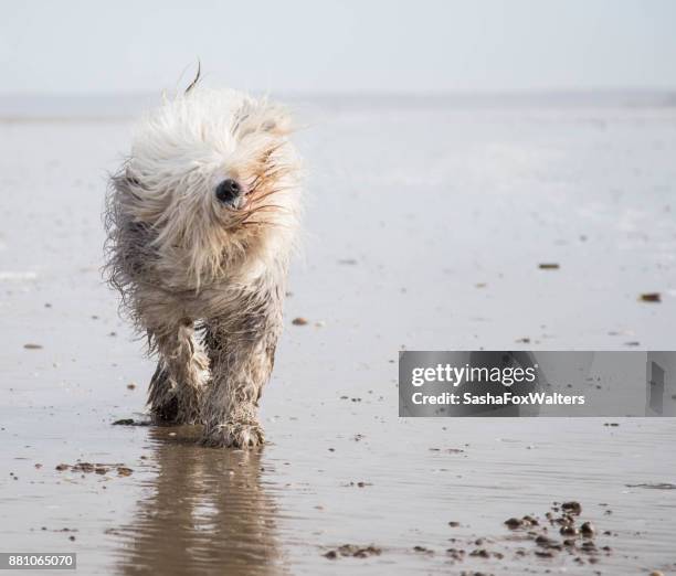 playful pets - old english sheepdog - sasha fox stock pictures, royalty-free photos & images