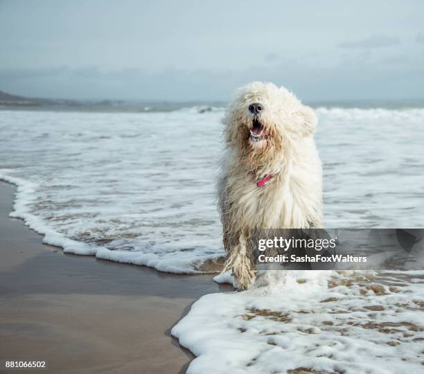 playful pets - old english sheepdog - sasha fox stock pictures, royalty-free photos & images