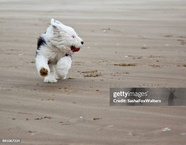 playful pets - old english sheepdog - sasha fox stock pictures, royalty-free photos & images