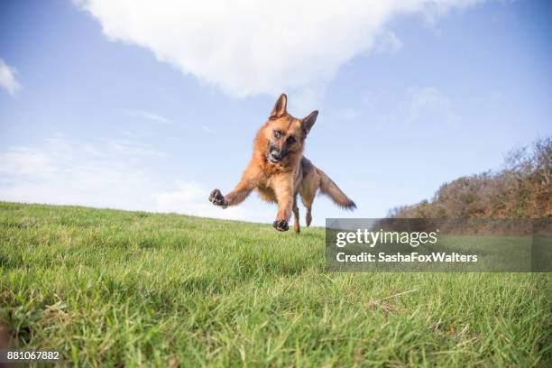 animali giocosi - cane da pastore tedesco che gioca - pastore tedesco foto e immagini stock