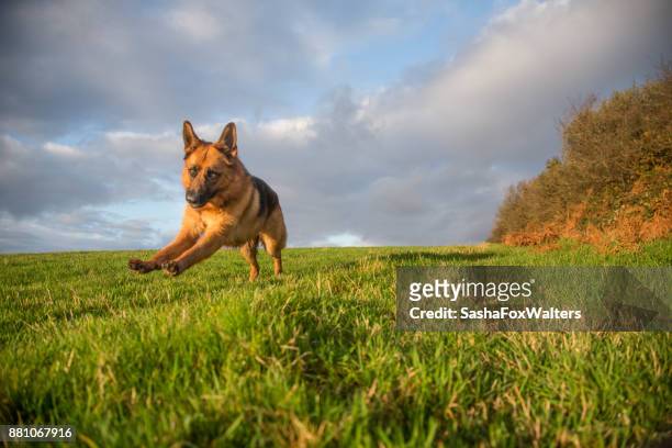 playful pets - german shepherd dog playing - sasha fox stock pictures, royalty-free photos & images