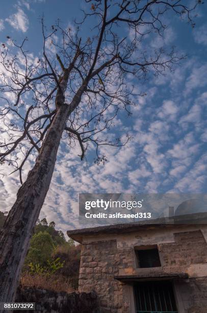 rajgarh forest guest house - unwanted guest stock pictures, royalty-free photos & images