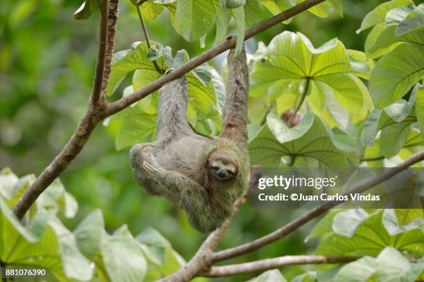 three-toed sloth - cecropia moth stockfoto's en -beelden