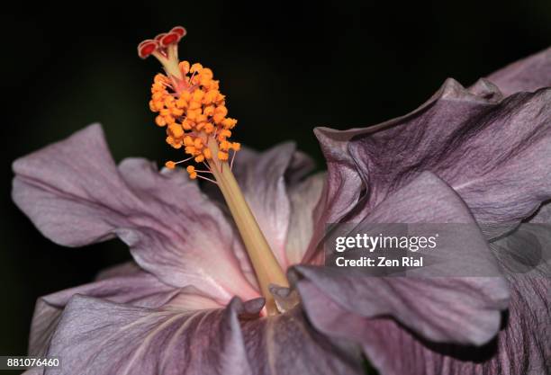 close-up of a single hibicus flower with unusual color against black background - hibicus stockfoto's en -beelden