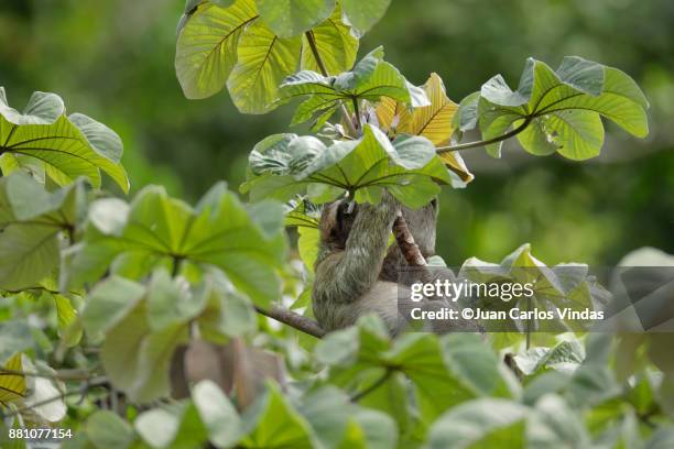 three-toed sloth - cecropia moth stockfoto's en -beelden