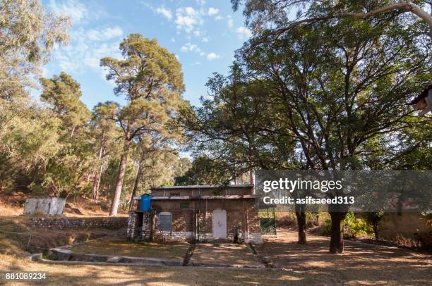 panjar forest guest house - unwanted guest stock pictures, royalty-free photos & images